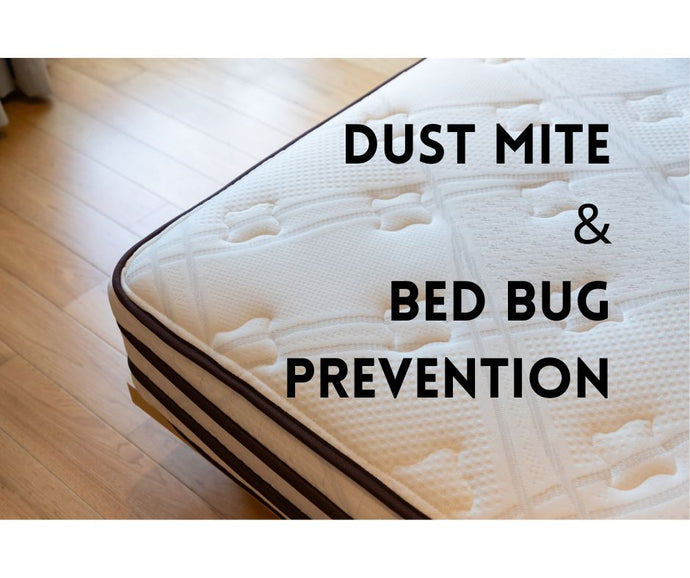 DUST MITES vs BED BUGS  HOW TO PREVENT & GET RID OF THEM